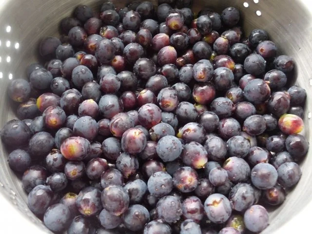 Rezept: Aronia-Weintraubenmarmelade Bild Nr. 7 Aronia-Weintraubenmarmelade - Rezept - Bild Nr. 7