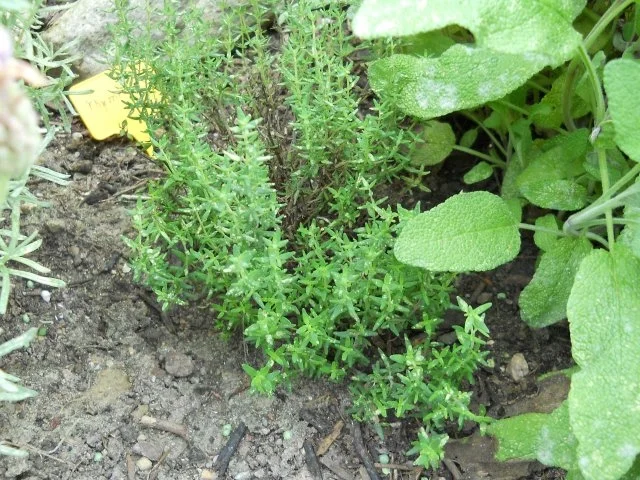 Rezept: Kräuterfrikadellen mit frischen Bohnen Bild Nr. 2 Kräuterfrikadellen mit frischen Bohnen - Rezept - Bild Nr. 2