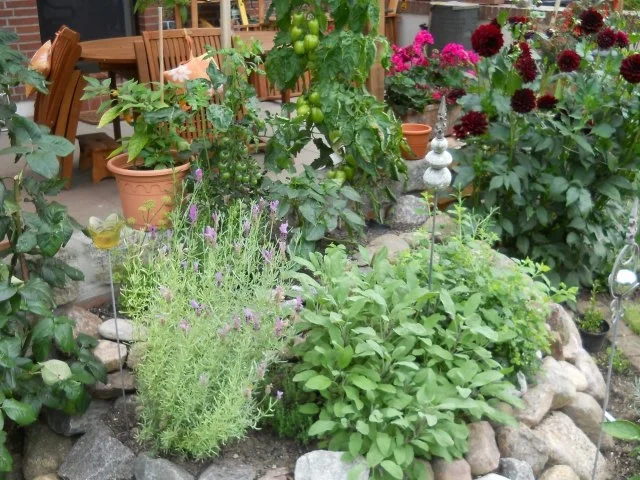 Rezept: Kräuterfrikadellen mit frischen Bohnen Bild Nr. 14 Kräuterfrikadellen mit frischen Bohnen - Rezept - Bild Nr. 14