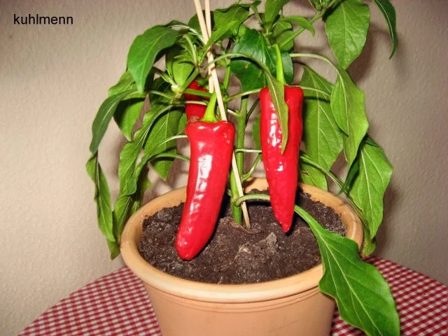 Garnelen in Ajvar/Käse - Rahmsoße - Rezept - Bild Nr. 3