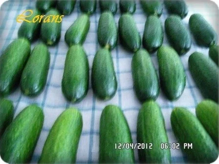 » Saure Gurken selbst eingelegt   « - Rezept - Bild Nr. 3