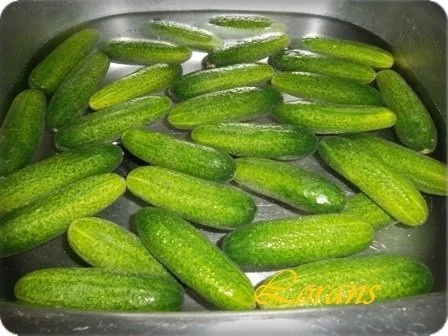 » Saure Gurken selbst eingelegt   « - Rezept - Bild Nr. 4