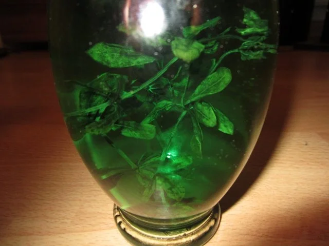 Waldmeister-Schnaps - Rezept - Bild Nr. 2