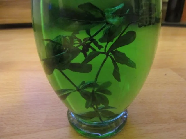 Waldmeister-Schnaps - Rezept - Bild Nr. 4