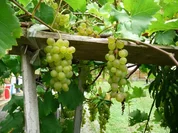 Rezept: Von รsterreich inspiriert !! Von รsterreich inspiriert !! - Rezept