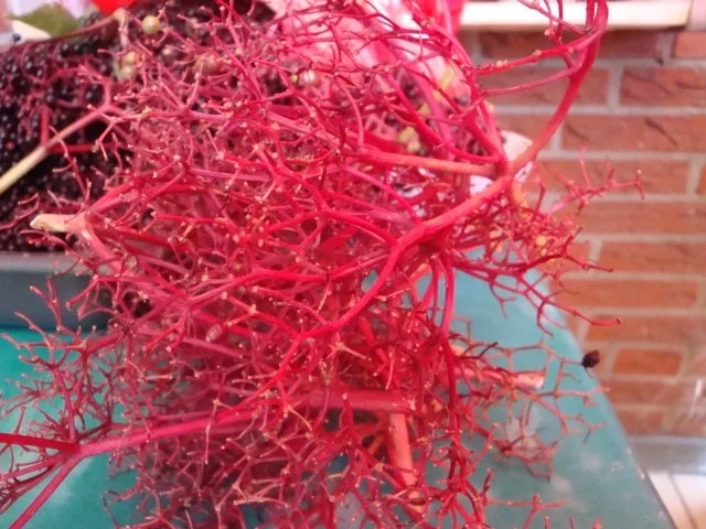 Holunderbeersaft - Rezept - Bild Nr. 3