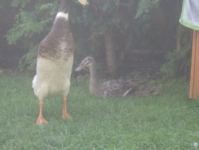 Rührei von der Ente - Rezept - Bild Nr. 7