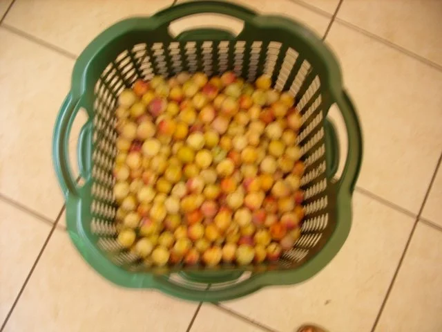 Konfitüre & Co: Mirabelle mit Brandy - Rezept - Bild Nr. 2