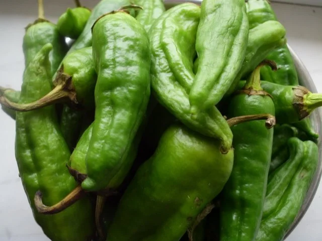 Rezept: Peperonis gefüllt und eingelegt Bild Nr. 2 Peperonis gefüllt und eingelegt - Rezept - Bild Nr. 2