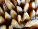 Hefe:   ZWETSCHGENKUCHEN mit Zucker + Zimt - Rezept