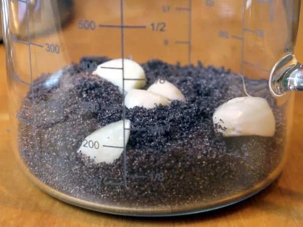 Mohn-Pesto - Rezept - Bild Nr. 4