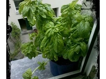 Salat: Gudrun´s Tomaten-Mozarella-Salat mit indonesischem Pfeffer Sarawak - Rezept - Bild Nr. 2