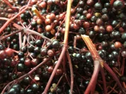 Vorrat: Holunder - ein wahrer Freund - Rezept