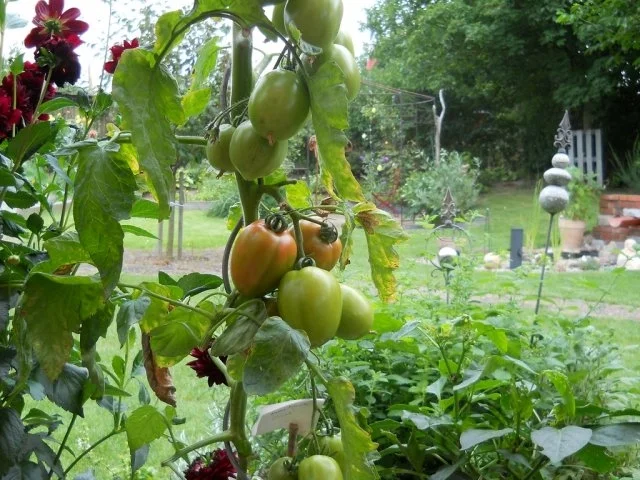 Rezept: Tomatensuppe mit Sellerie Bild Nr. 2 Tomatensuppe mit Sellerie - Rezept - Bild Nr. 2