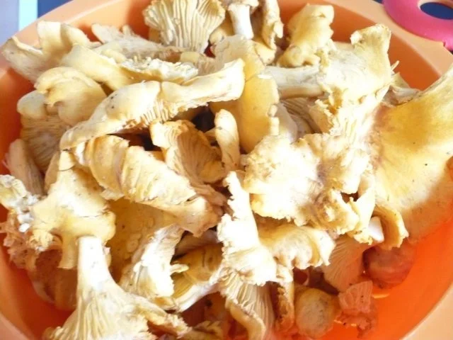 Rezept: Schweinefilet mit frischen Pfifferlingen Bild Nr. 2 Schweinefilet mit frischen Pfifferlingen - Rezept - Bild Nr. 2