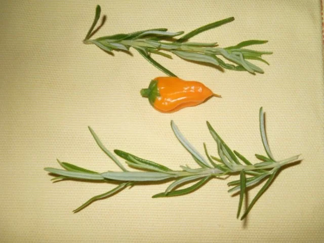 Peperoni Öl - Rezept - Bild Nr. 3