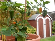 Peperoni Öl - Rezept