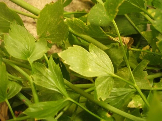 Vorrat: Magie - nein, keine Zauberei, nur ein Würzmittel - Rezept