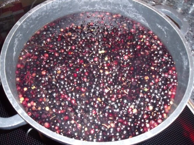 Holunderbeer-Likör - Rezept - Bild Nr. 2