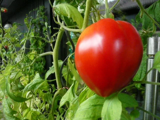 SALAT /TOMATEN mit Thunfischcarpaccio & Mozzarella - Rezept - Bild Nr. 4