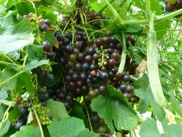 Zitronen-Kräuterforelle mit Weintraubensauce - Rezept - Bild Nr. 6