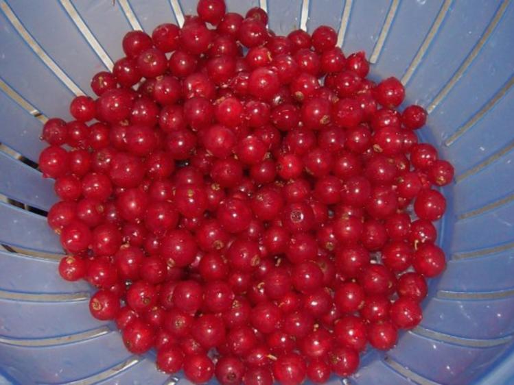 Fruchtiger Johannisbeer Quark Kuchen mit Karamellboden - einfach - 153 ...