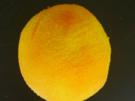 Orangencreme - Rezept