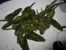 Pimientos de Padrón - Rezept