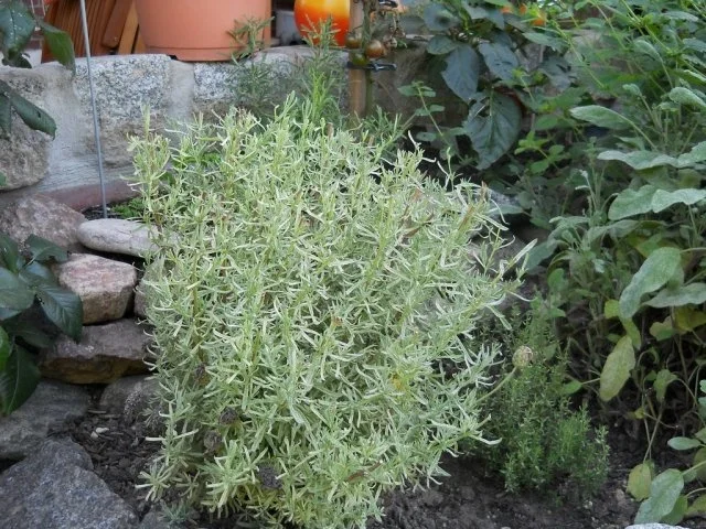 Tomatenketchup HOT - Rezept - Bild Nr. 3