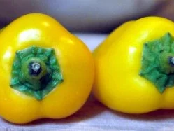 Gefüllte Champignons im Tomatenbett - Rezept - Bild Nr. 2