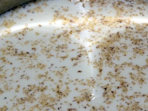 Spitzkohl mit würzigen Bouletten und Kartoffelpüree - Rezept - Bild Nr. 12