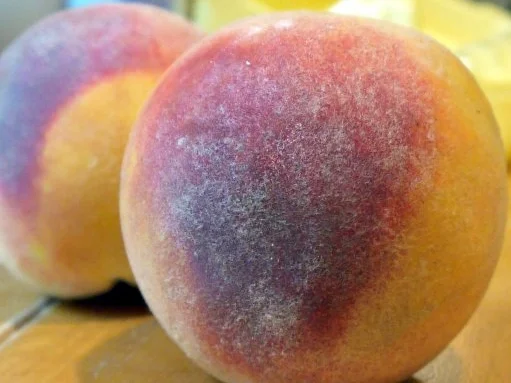 Pfirsich-Tarte - Rezept - Bild Nr. 5