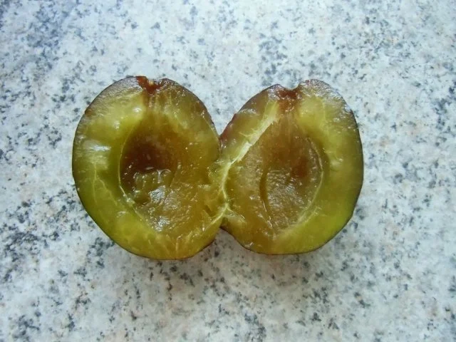 ♥  Quetschekuche ♥ - Rezept - Bild Nr. 17