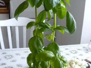 Auberginenauflauf mit Schafskäse - Rezept - Bild Nr. 6