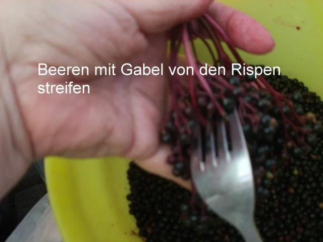 Rezept: Holunderbeeren -Variationen Bild Nr. 3 Holunderbeeren -Variationen - Rezept - Bild Nr. 3