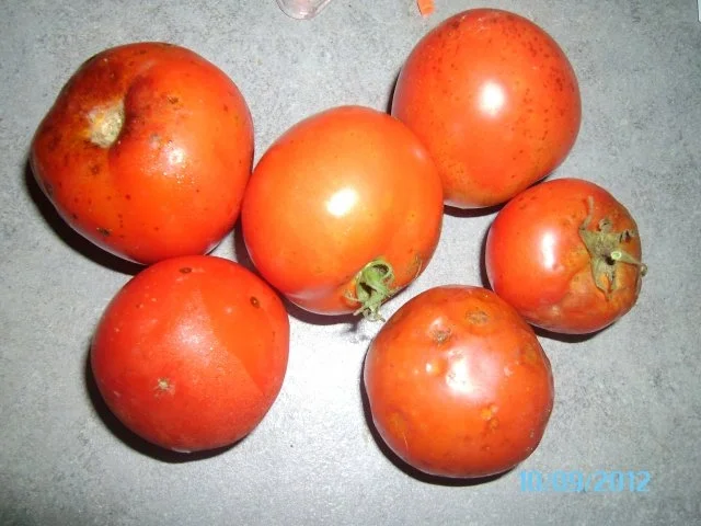 Letscho - Rezept - Bild Nr. 2