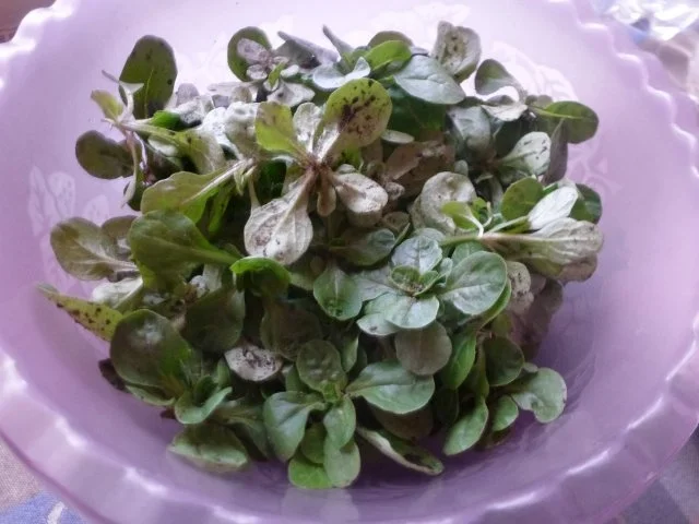 Rezept: "Fast" perfekte marinierte NT Lammlachse mit Wildkräuterkruste Bild Nr. 7 "Fast" perfekte marinierte NT Lammlachse mit Wildkräuterkruste - Rezept - Bild Nr. 7