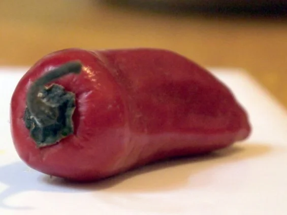 Spaghetti mit Tomaten-Pfirsich-Sauce - Rezept - Bild Nr. 3