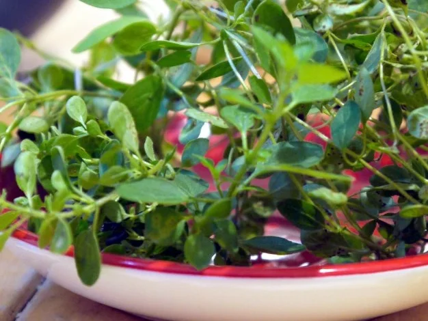 Spaghetti mit Tomaten-Pfirsich-Sauce - Rezept - Bild Nr. 10