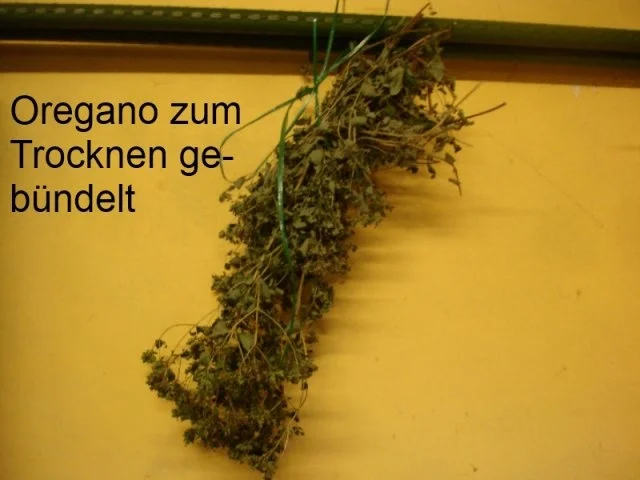 Kräuter aus dem eigenen Garten - Rezept - Bild Nr. 10