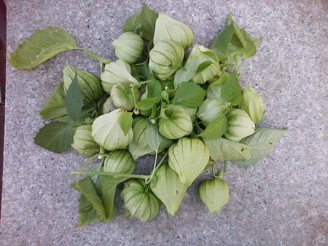 Rezept: Tomatillo Salsa Bild Nr. 3 Tomatillo Salsa - Rezept - Bild Nr. 3