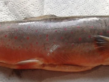 Saibling " nach Müllerin Art " - Rezept - Bild Nr. 2