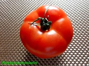 Sauce:   TOMATENPASTE -eigene Herstellung- - Rezept