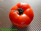 Sauce:   TOMATENPASTE -eigene Herstellung- - Rezept