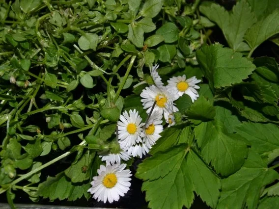 2. Wildkräuterdip - Rezept