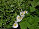 2. Wildkräuterdip - Rezept