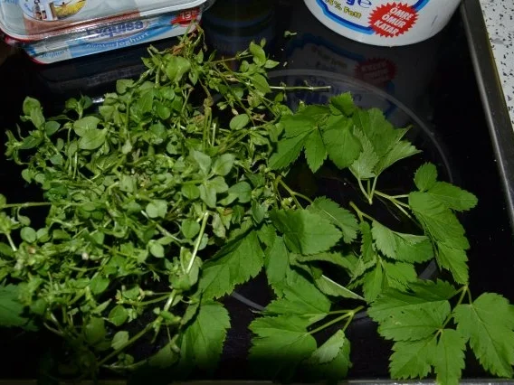 2. Wildkräuterdip - Rezept - Bild Nr. 4