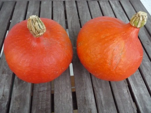 Rezept: Suppen & Eintöpfe : Kürbissuppe die Nächste mit Würstchen Bild Nr. 2 Suppen & Eintöpfe : Kürbissuppe die Nächste mit Würstchen - Rezept - Bild Nr. 2