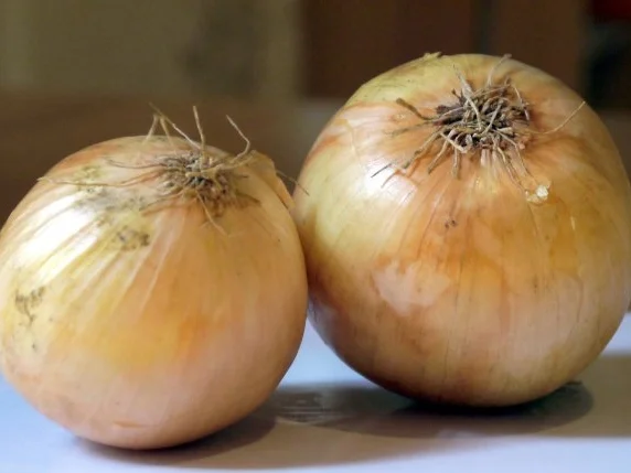 Schweine-Rilette - Rezept - Bild Nr. 4