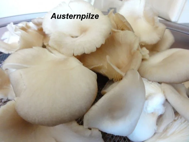 Rezept: Diverses: PILZPULVER -selber herstellen- Bild Nr. 2 Diverses: PILZPULVER -selber herstellen- - Rezept - Bild Nr. 2